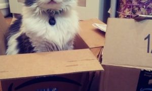 My cat Ace in Amazon box