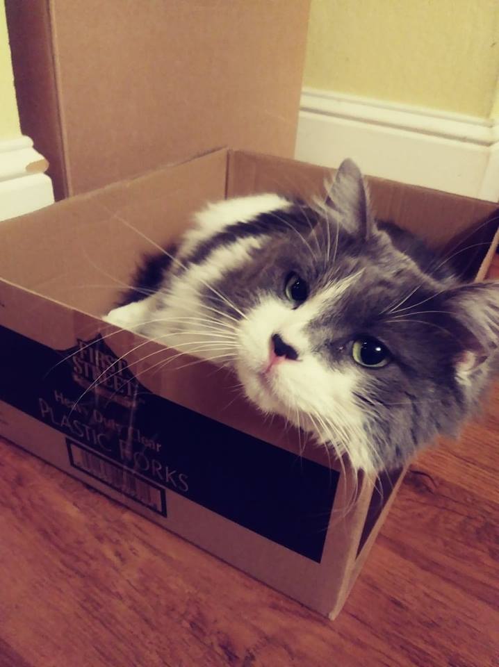 My cat Ace in a cardboard box