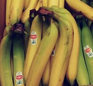 image of a bunch of bananas