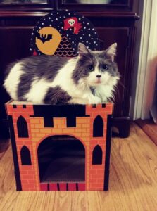 My cat Ace on top of a Target Halloween cat scratcher house