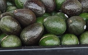 image of closeup of Jumbo Avocados