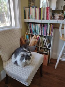 My cat Ace sitting on a chair next to my shelf wioth cookbooks and basket of rolling pins
