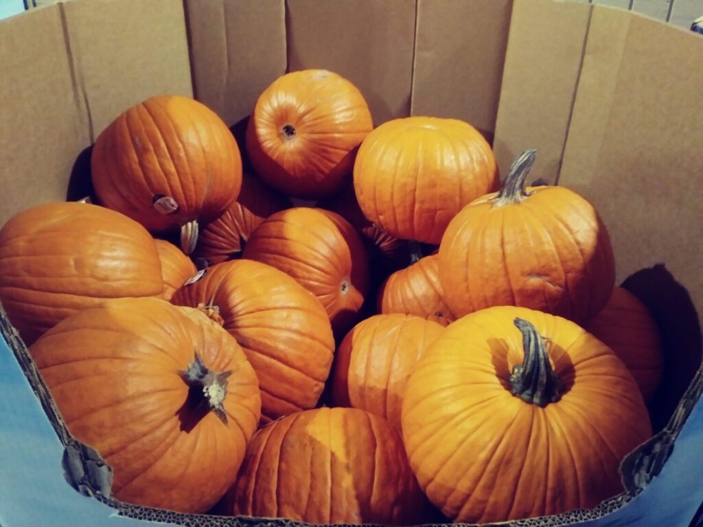 large pumpkins in a bin