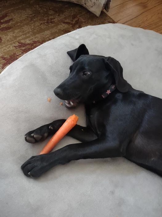 My black pup Ursa eating a carrot