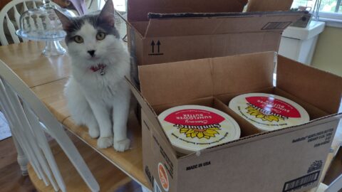 gray and white cat on table with an Amazon box of two large tubs of Sun Butter
