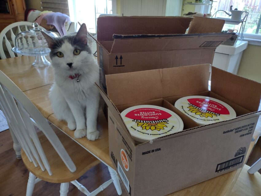 gray and white cat on table woth am Amazon box of two large tubs of Sun Butter