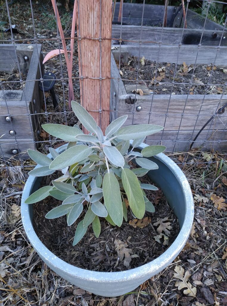 sage plant in green pot