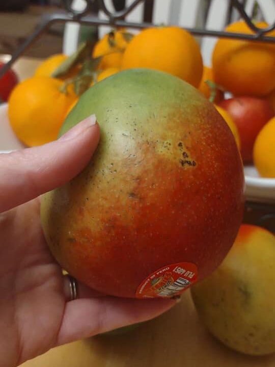 mango, holding it closeup