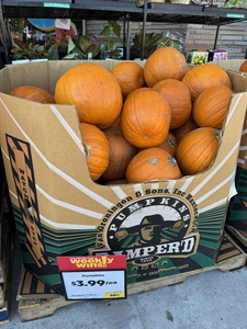Bin of Large Pumpkins